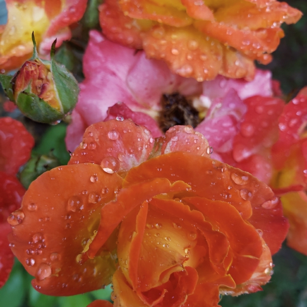 Meet your Posher, Mindy